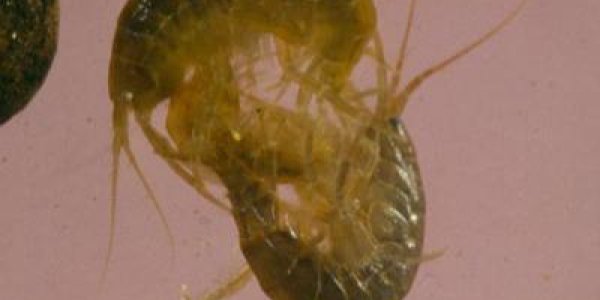 Aliens Vs. Predators: In Zoology, Europe Can Defeat America