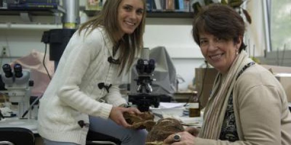 Forest Management Policy Is Reducing Diversity