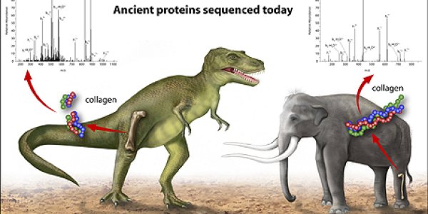 Did Dinosaurs Become Chickens?