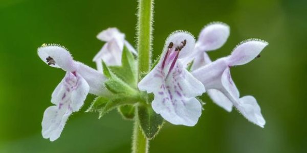 Stachys Caroliniana: Rare New Species Of Plant Discovered
