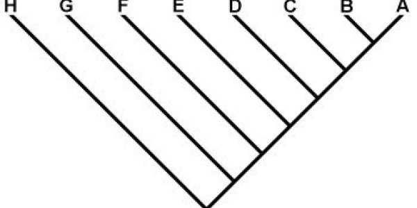 Phylogenetic Fallacies: Branching From a Main Line
