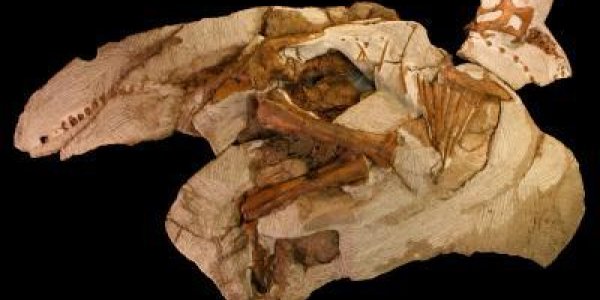 Teenage Citizen Scientist Discovers Baby Parasaurolophus Dinosaur Skeleton