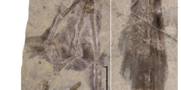 Four-Winged Fossil Sheds Light On Dinosaur Flight