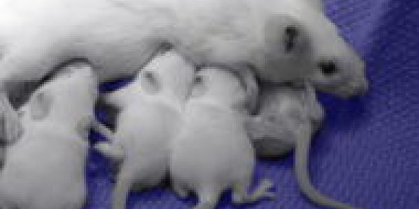 Mouse n Monkey Vet ---- Intro