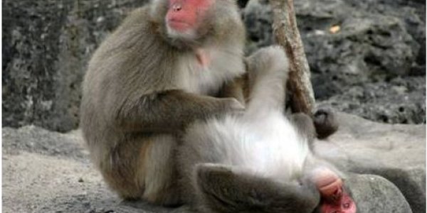 Of Mice And Men And Monkeys And - Aging