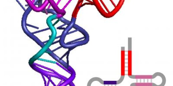 Transfer RNA - Evolution's Historian
