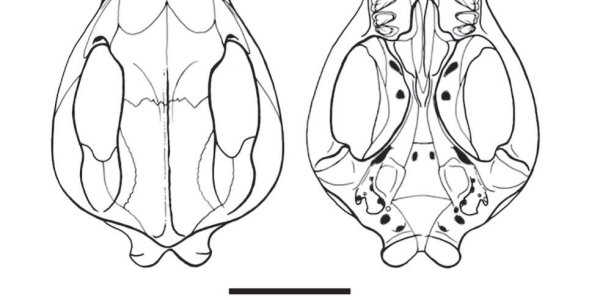 Ice Age's Scrat Discovered