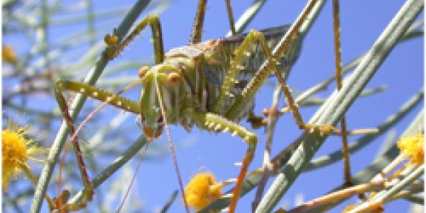 Inadvertent Cicada Week Part 4 - Male Katydids Score Meals With Their Sexy Lady-Talk