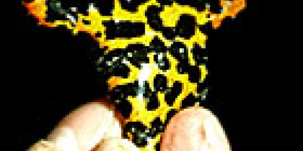 Barbourula Kalimantanensis - The First Lungless Frog!