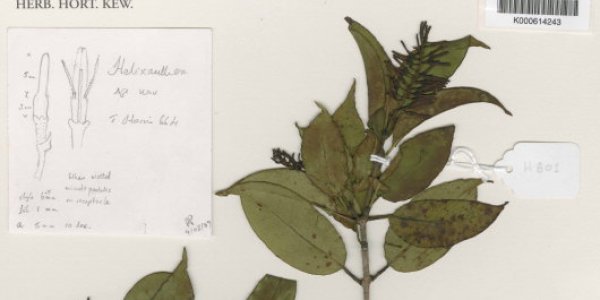 Helixanthera Schizocalyx: Just In Time For Christmas, A New Mistletoe Discovered