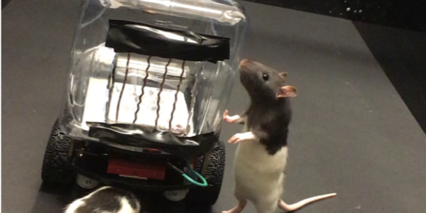 Rodent Operated Vehicles: A Whole New Kind Of Rat Race