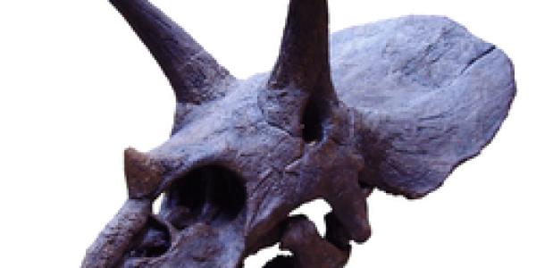 Triceratops Horns Not Just For Good Looks
