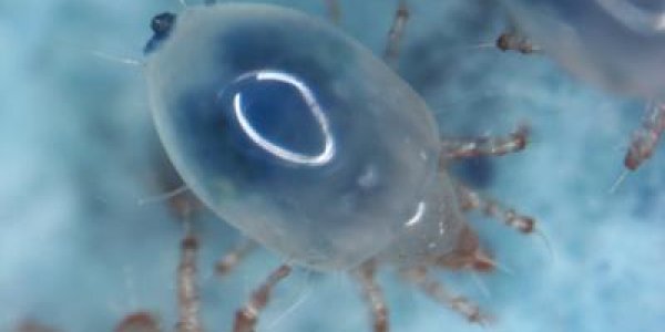 Maybe Evolution Will Save Us From Environmental Change