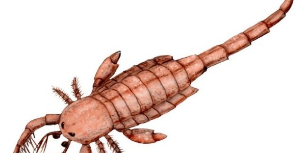 A Brief Arthropod Diversion