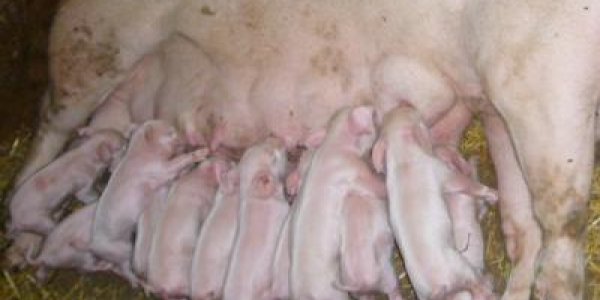 The Protective Milk Shot