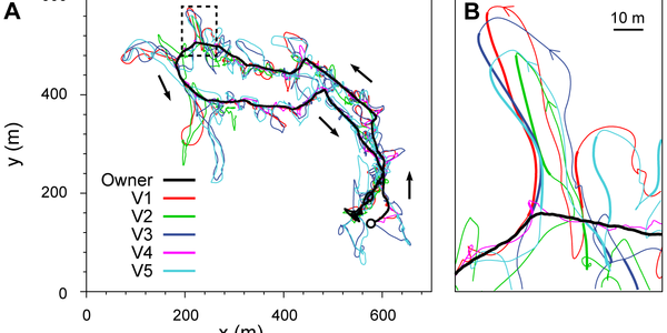 It Looks Like A Grand Day For Walkies - The Science