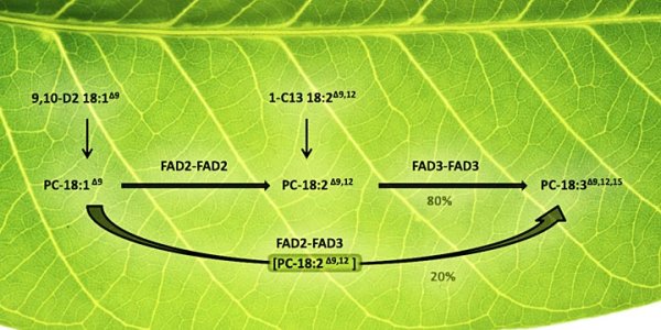 Polyunsaturated Fats May Replace Petroleum-Derived Chemicals