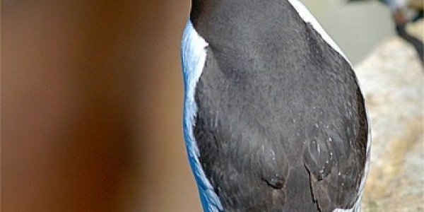 Food Shortages Lead To Rampant Infanticide In Guillemots