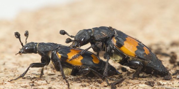 Male Beetles That Have More Sex Are Over-compensating