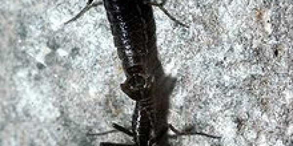 No Excess: Antarctic Midge's Genome Is Smallest Insect's To Date