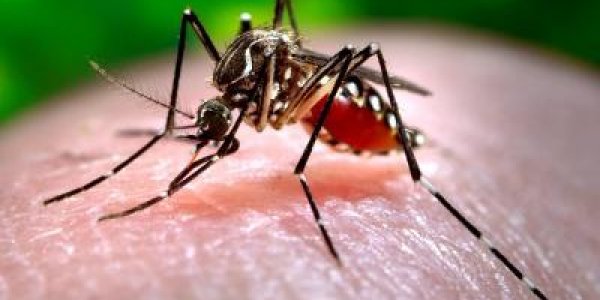 Dengue Vaccine May Cause Short-Term Increase