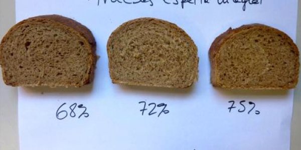 Sensory Properties May Inform Wheat Modification