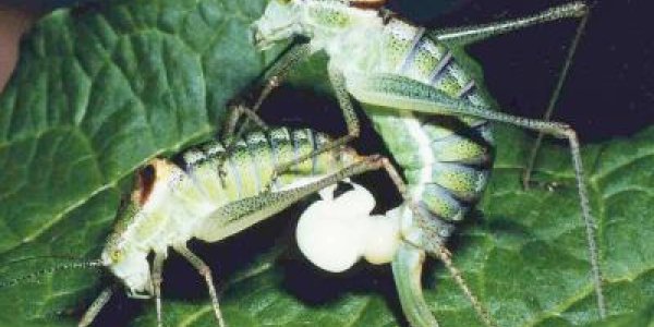 Male Bushcrickets Are Boss: Spermatophores Can Be 40 Percent Of Their Bodyweight