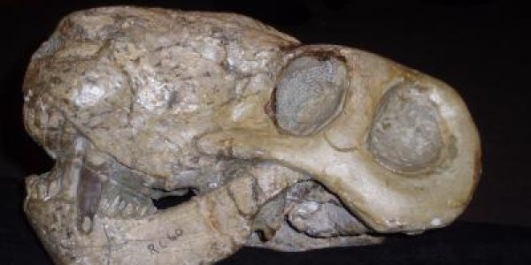 Mass Extinction: The 30 Million Year Recovery