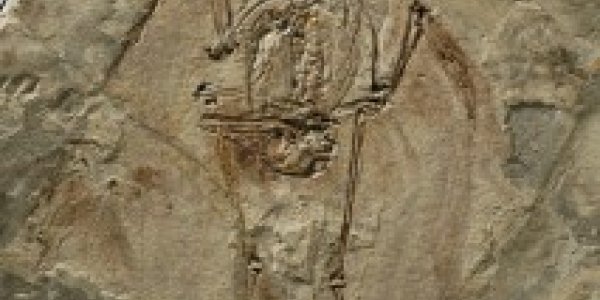 Ornithuromorph Discovery Reveals Details Of Avian Evolution