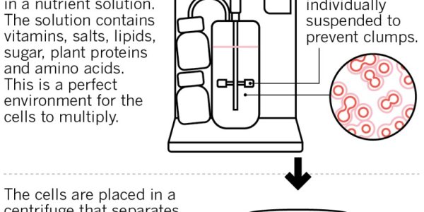 BlueNalu: Lab-Grown Slaughter-Free Yellowtail