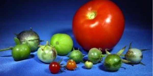 The History Of Genetically Modified Tomatoes