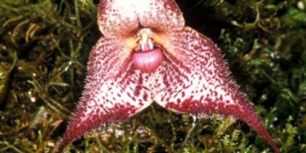 Science For Halloween: Dracula Orchids And Goblin Spiders