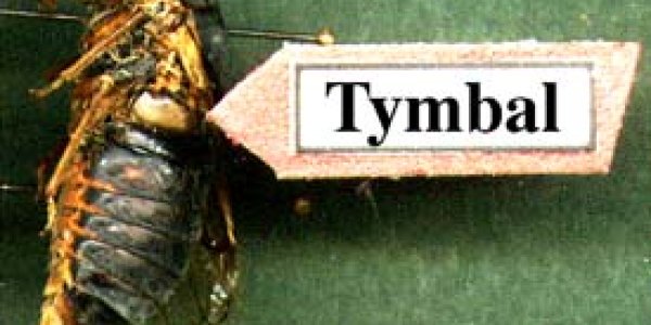 Singing Cicadas: Now I Know How John Bonham’s Neighbors Felt