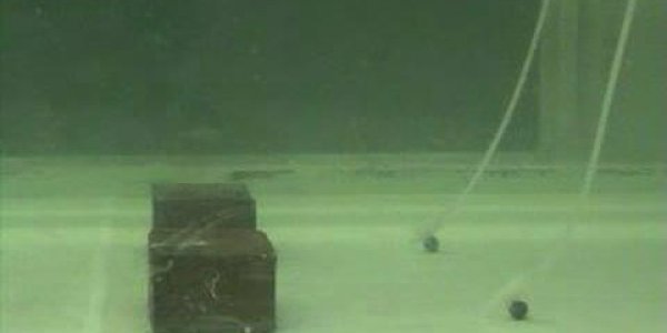 Sharks In Acidic Waters Avoid Smell Of Food