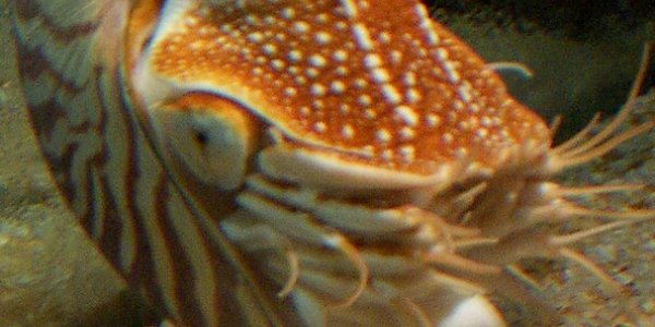 Scavenging Cephalopods: Mild-Mannered Vampire Squid Just Want To Eat Waste