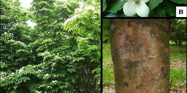 FrankenTrees - Three New Dogwoods Created