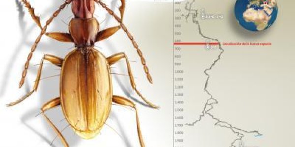 Duvalius Abyssimus: A New Species Of Beetle In The World's Deepest Cave