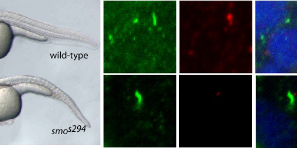 Hedgehog Molecule - Why The Thumb Of The Right Hand Is On The Left Hand Side