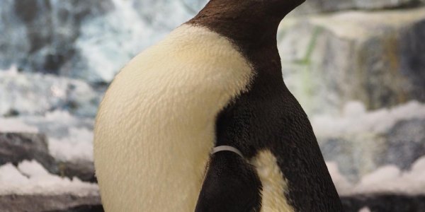 Penguins Have Terrible Taste Buds