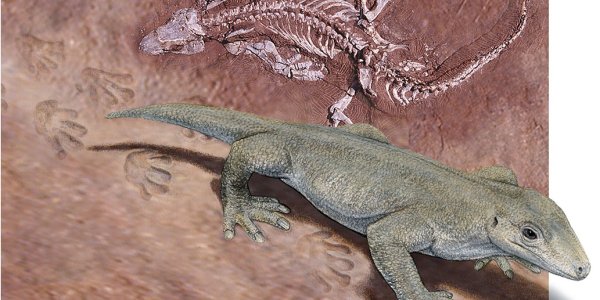 How Paleontologists Match Fossil Tracks With Their Makers