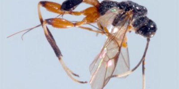 Spasskia Brevicarinata: New Parasitoid Wasp Species Found In China
