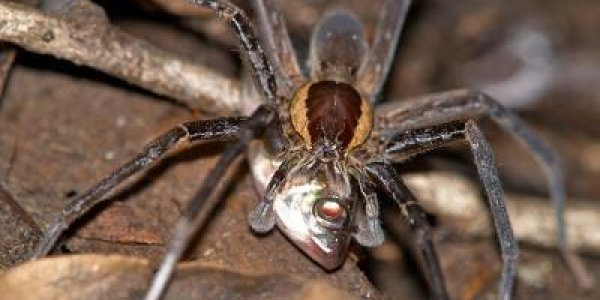 Semi-Aquatic Spiders Prey On Fish