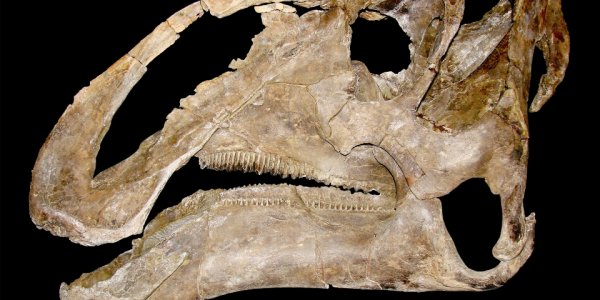 New Dinosaur Species, Gryposaurus Monumentensis, Unearthed In Utah