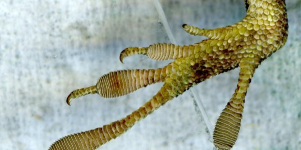 Florida Lizards Evolve Within 20 Generations