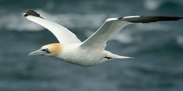 Why Don’t Birds Break Their Necks When They Dive?