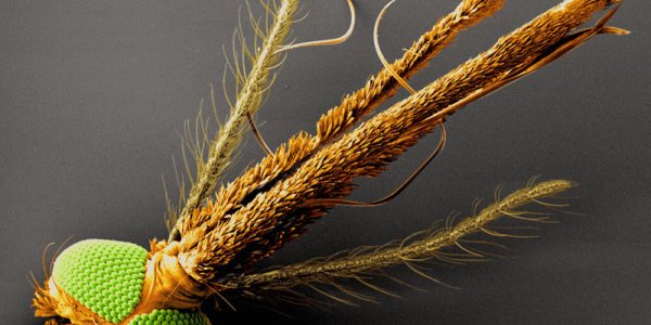 Fight Malaria by Tricking the Mosquito’s Sense of Smell