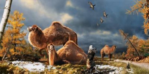 Extinct Giant Camel Remains Discovered In High Arctic