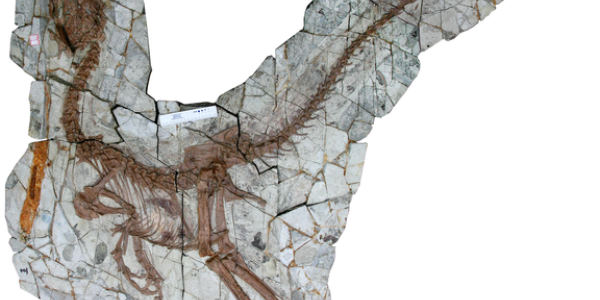 What's In A Dinosaur's Stomach?