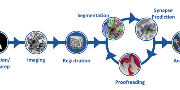 Connectome: Howard Hughes Medical Institute Has Mapped The Fruit Fly Brain