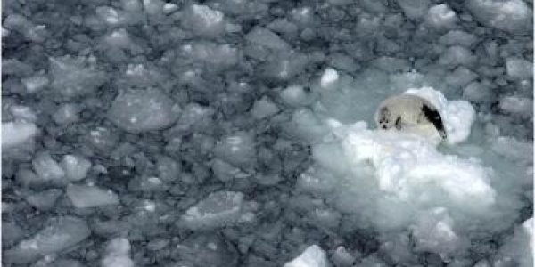 Shrinking Sea Ice Cover Strands Baby Harp Seals